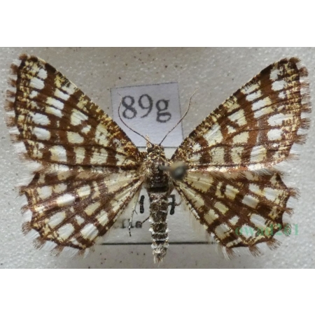 Chiasmia clathrata (Linnaeus, 1758) Witalnik naostrzak Czech89g